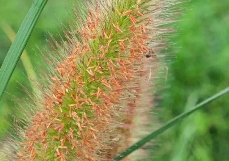 Những hạt giống này được bọc trong lớp vỏ cứng và một lớp lông nhọn. Lớp bảo vệ này giúp cây kháng sâu bệnh tốt và thúc đẩy tăng trưởng mạnh mẽ. Ảnh: Getty