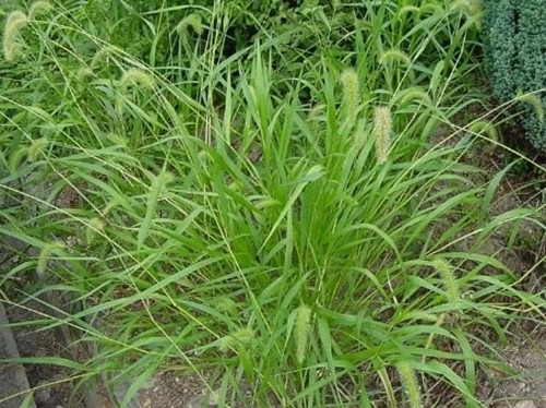 Tại nhiều vùng nông thôn ở Việt Nam, có thể bắt gặp cây cỏ đuôi cáo xanh ở nhiều nơi mà không tốn công nuôi trồng. Ảnh: Cosangolf