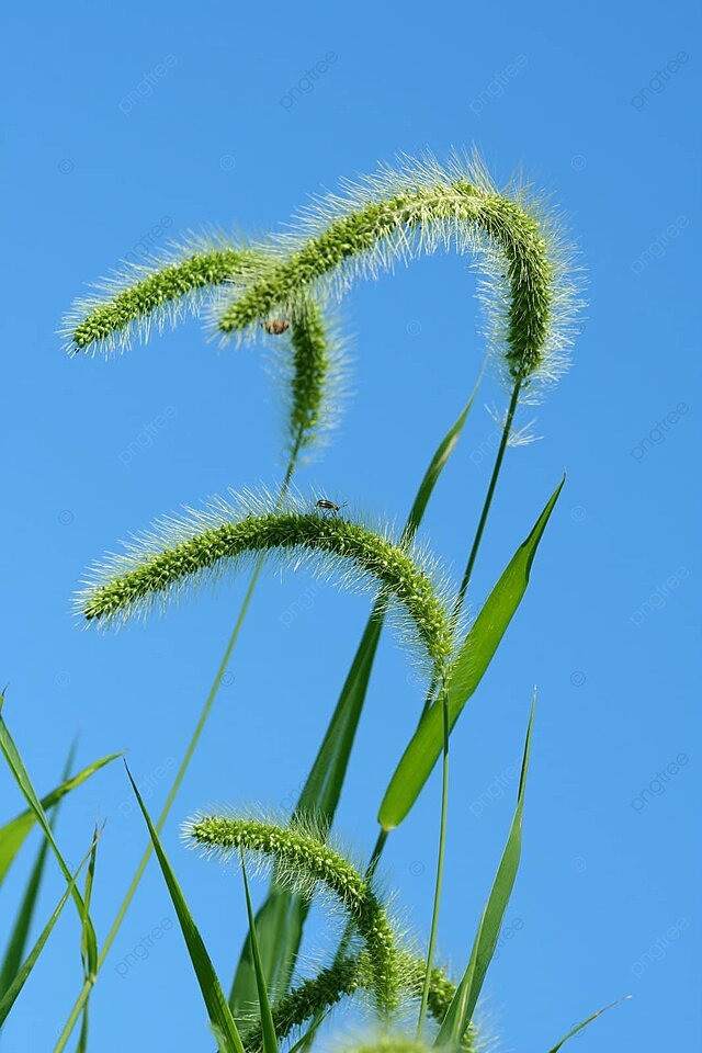 Nhờ vậy, cỏ đuôi cáo xanh có tác dụng thanh nhiệt, giải độc, lợi tiểu, giảm sưng tấy, nấm ngoài da, chữa đau mắt, vàng da... Ảnh: Pngtree