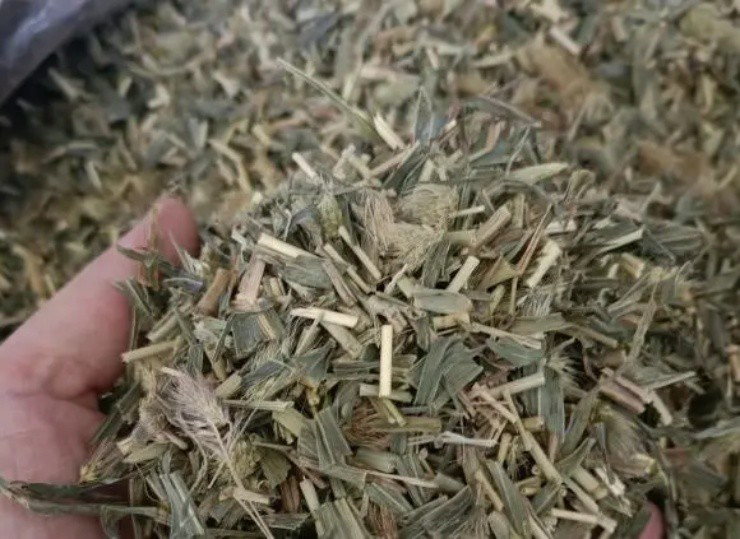 Ngoài ra, cỏ đuôi cáo còn có giá trị y dược. Trong y học cổ truyền của Việt Nam và Trung Quốc, loài cỏ này có tính ôn, vị ngọt. Ảnh: Baijiahao