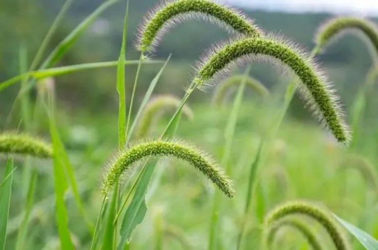 Cỏ đuôi cáo xanh có khả năng sinh sản mạnh. Mỗi nhánh cỏ đuôi cáo có thể tạo ra hàng trăm hạt giống. Ảnh: Getty