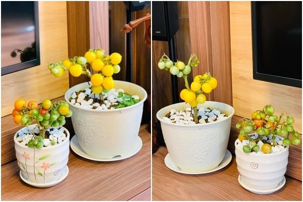Cà chua bi lùn được trồng trong chậu rất khéo léo. Ảnh: Facebook