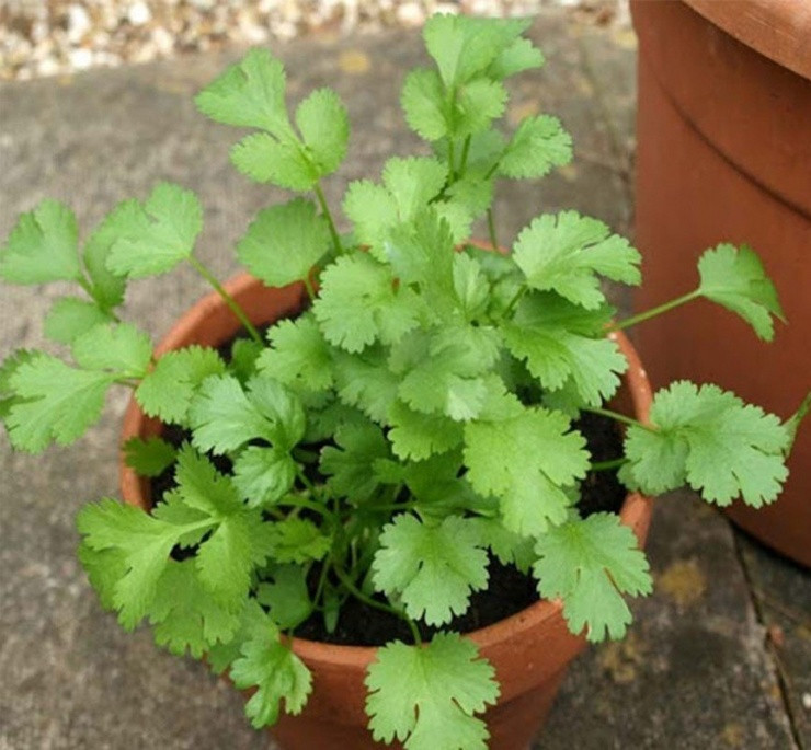 Những lá rau mùi mỏng manh nhưng cũng đủ làm nên chậu bonsai độc đáo. Ảnh: Tottuoi