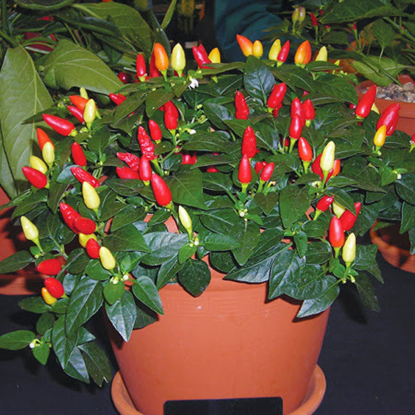 Do đa dạng sắc màu nên ớt 7 sắc cầu vồng thường được trồng làm cảnh trang trí trong nhà. Ảnh: Facebook