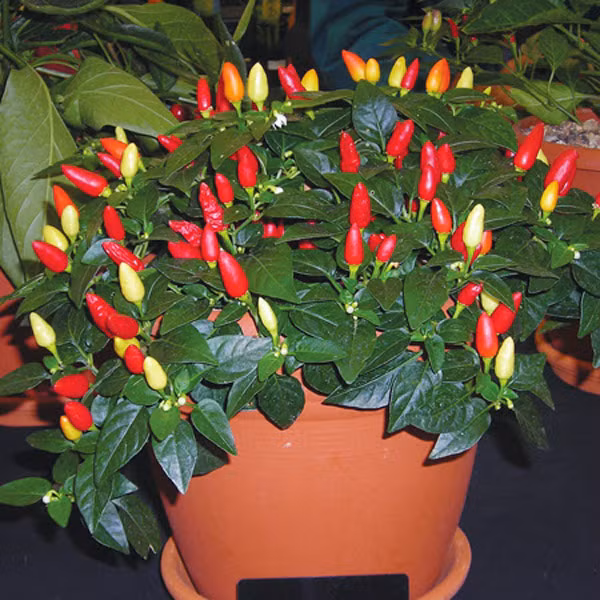 Do đa dạng sắc màu nên ớt 7 sắc cầu vồng thường được trồng làm cảnh trang trí trong nhà. Ảnh: Facebook