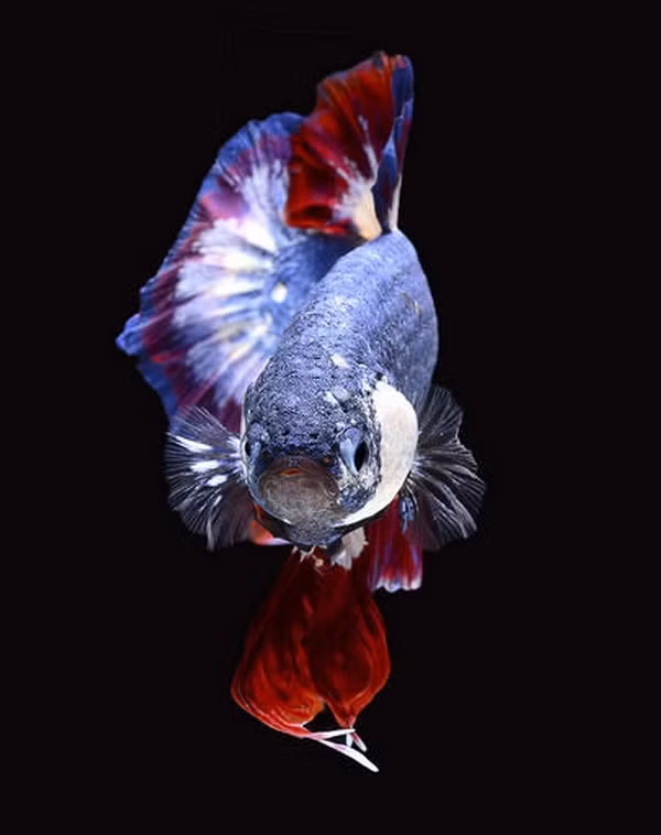 Loài cá có màu sắc rực rỡ này, còn được gọi là cá Betta, thông thường giá chỉ 5 USD ở Thái Lan, nơi loài này là bản địa. Ảnh: The Edwardsville