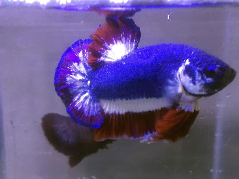 Chuchat Lekdeangyu muốn cho thế giới thấy rằng Thái Lan có thể nuôi được một loài cá đẹp. Con cá này thuộc về tất cả người Thái. Ảnh: Todayonline