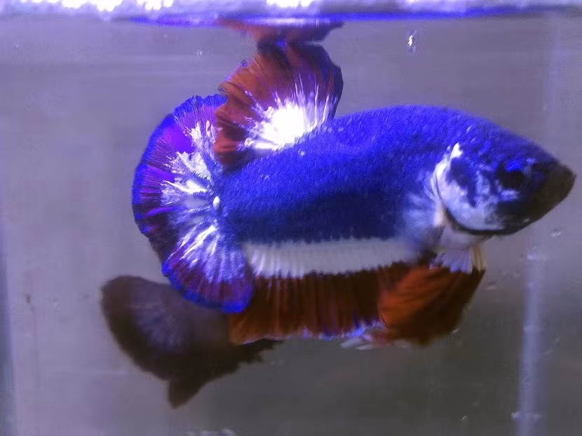 Chuchat Lekdeangyu muốn cho thế giới thấy rằng Thái Lan có thể nuôi được một loài cá đẹp. Con cá này thuộc về tất cả người Thái. Ảnh: Todayonline