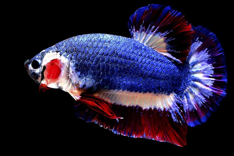 Kachen Worachai cho biết, giá cá Betta cao nhất trước đây là cá Betta hình bán nguyệt được bán với giá 23.500 Baht (hơn 16 triệu VNĐ). Ảnh: Belfast Telegraph