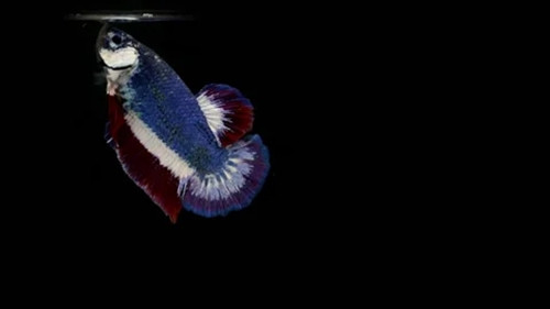 Chuchat Lekdeangyu dự định chụp ảnh con cá và giữ nó trong bể riêng để tránh những trận tử chiến về lãnh thổ mà loài này nổi tiếng. Ảnh: Shutterstock