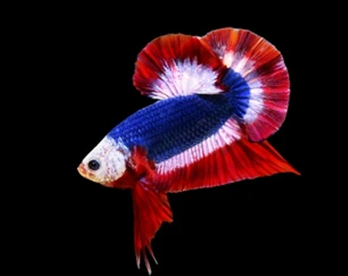 Cá Betta trước đây từng được lai tạo để tái tạo màu sắc của lá cờ Thái Lan nhưng nhà tạo giống Kachen Worachai cho biết chưa có loài nào đạt được thành tích này. Ảnh: Shutterstock