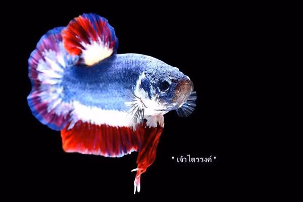 Chuchat Lekdeangyu cho biết số tiền rất lớn nhưng thực sự đáng giá. Anh đã đặt tên cho con cá này là “Tri-color” bằng tiếng Thái. Ảnh: Bangkok Post