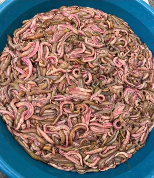 Vì vậy, mỗi cân rươi đặc sản từng có giá lên tới 500.000 đồng/kg. Ảnh: Facebook