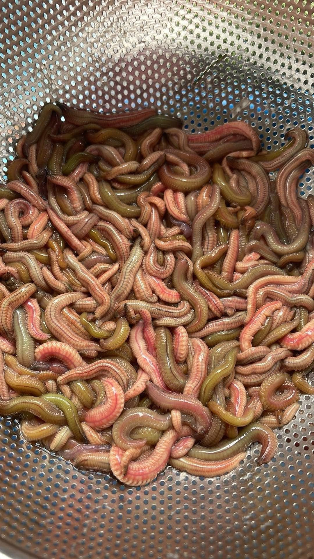 Nhưng năm nay, rươi bất ngờ rao bán khắp chợ online và chợ truyền thống với mức giá rẻ bất ngờ, chỉ từ 250.000 đồng/kg. Ảnh: Facebook