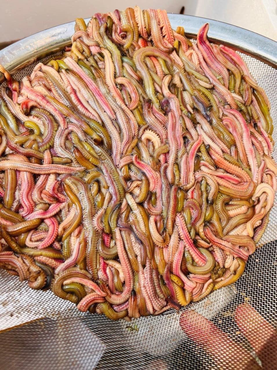 Chị Phương Phạm (một người bán hàng online) cho biết, giá rơi năm nay rẻ chưa từng thấy. Năm nay, chị Phương bán rươi Tứ Kỳ (Hải Dương) giá cũng chỉ dao động từ 250.000 - 300.000 đồng/kg. Ảnh: Facebook