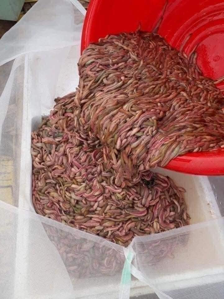 Các tiểu thương cho biết, giá rươi rẻ là do những năm trước, rươi được thương lái thu mua xuất sang Trung Quốc theo đường tiểu ngạch. Ảnh: Facebook