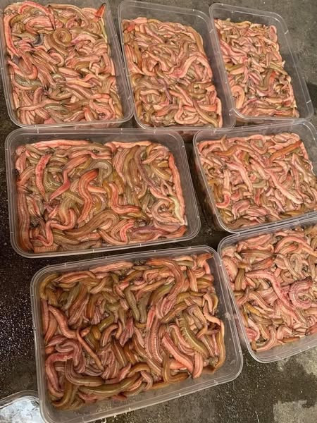  Giá rươi rẻ nên rất hút khách, hàng về bao nhiêu cũng hết. Ảnh: Facebook