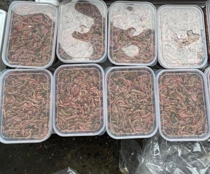 Thấy rươi rẻ chưa từng có, cô Bích (Cầu Giấy, Hà Nội) đặt mua 5kg về cất tủ đông ăn dần. Ảnh: Facebook