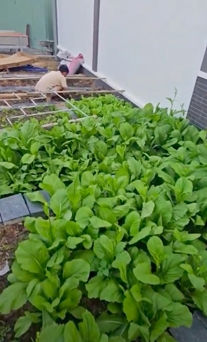 Tại đây, vợ Lê Dương Bảo Lâm tự tay trồng rau sạch cho gia đình. Ảnh chụp màn hình