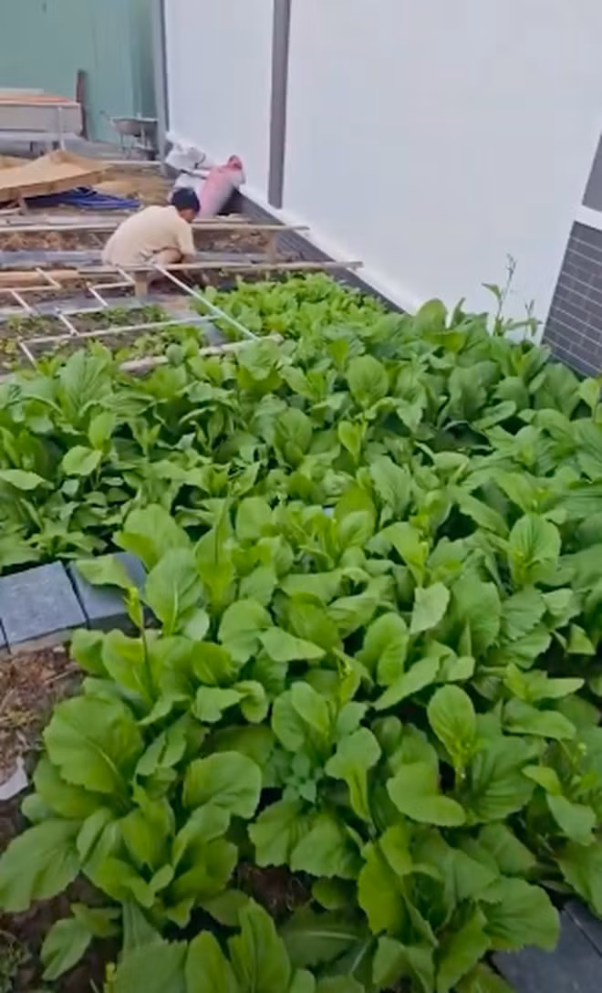 Tại đây, vợ Lê Dương Bảo Lâm tự tay trồng rau sạch cho gia đình. Ảnh chụp màn hình