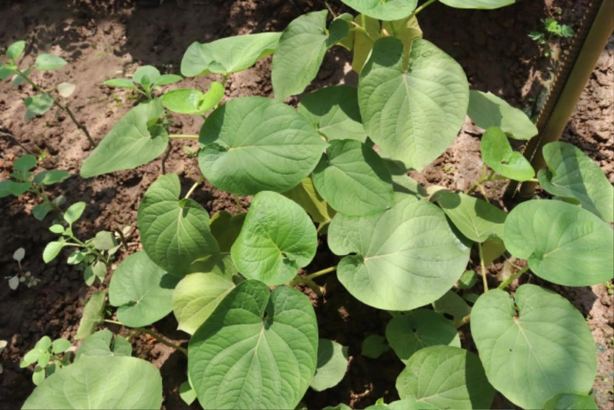 Từ xưa, người dân địa phương hái lá dổi đất để làm gia vị cho các món nướng: vịt nướng, thịt heo rừng nướng, ba chỉ nướng hoặc làm chẩm chéo... Ảnh: Saostar