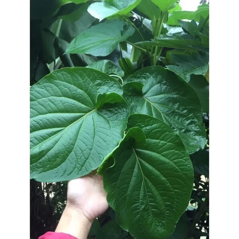 Thấy người dân thành phố bắt đầu săn lùng lá dổi đất, người dân vào rừng thu hái, bán cho thương lái 100.000 - 110.000 đồng/kg. Ảnh: Lazada