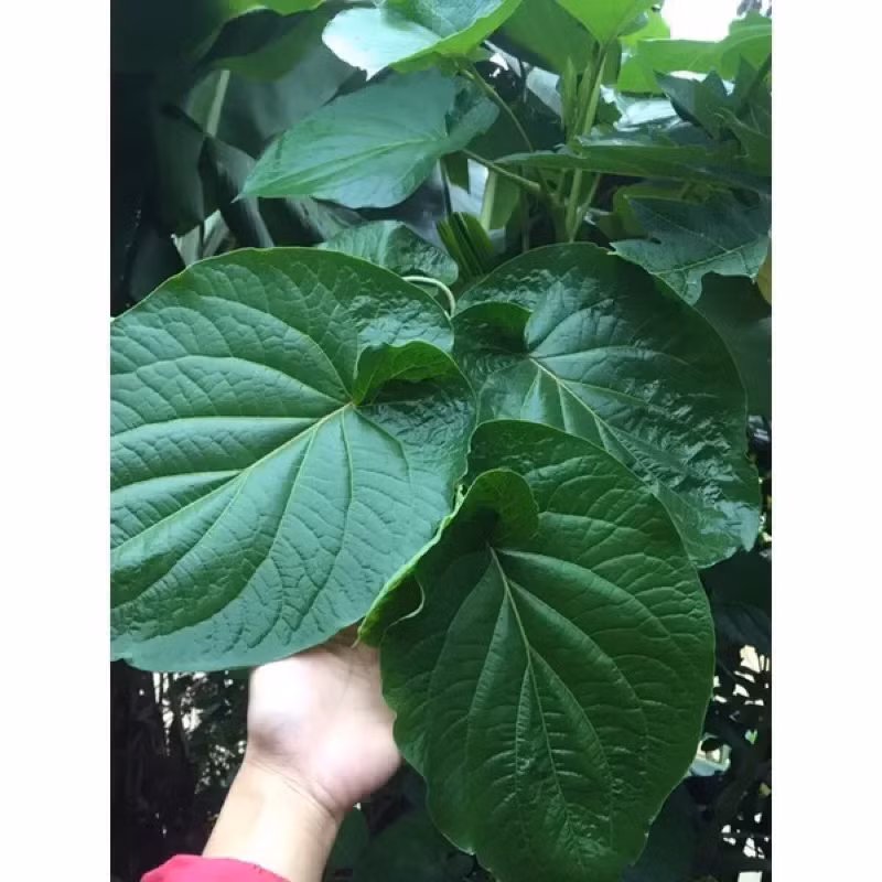 Thấy người dân thành phố bắt đầu săn lùng lá dổi đất, người dân vào rừng thu hái, bán cho thương lái 100.000 - 110.000 đồng/kg. Ảnh: Lazada