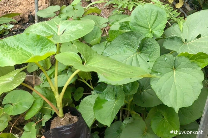 Cây đổi đất có tinh dầu thơm dễ chịu. Đặc biệt, lá và thân cây non có thể thu hái quanh năm, được dùng trong ẩm thực. Ảnh: Khuvuonxanh