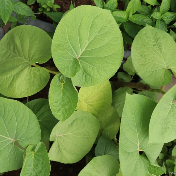 Ngoài ra, lá dổi đất còn được dùng làm gia vị cho món canh cá, ốc, lươn... và các loài nhuyễn thể có thân mềm khác. Ảnh: Internet