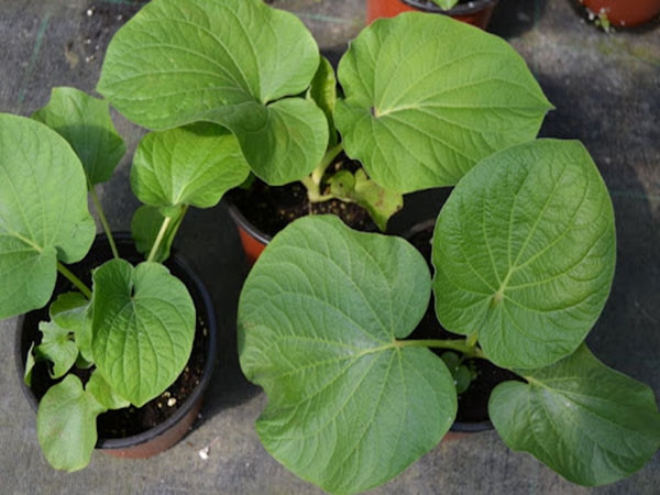 Ngoài ra, người dân địa phương còn đánh cây nhỏ cho vào bầu đất bán với giá 40.000 đồng/cây. Ảnh: Internet