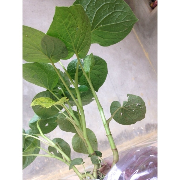 Trên chợ mạng hay các sàn thương mại điện tử, lá dổi đất được bán với giá tới 130.000-160.000 đồng/kg. Ảnh: Shopee