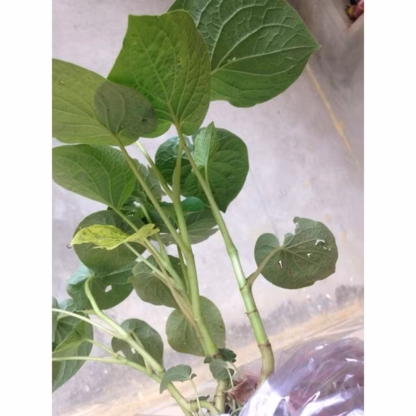 Trên chợ mạng hay các sàn thương mại điện tử, lá dổi đất được bán với giá tới 130.000-160.000 đồng/kg. Ảnh: Shopee