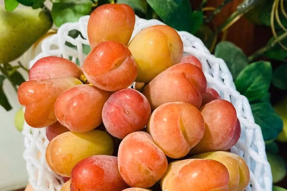 Mức giá này khá cao so với các dòng nho Nhật Bản khác như nho sữa Nagano khoảng 1,3 triệu đồng/chùm, nho mẫu đơn xanh Shine Muscat có giá 1,5 triệu đồng/chùm. Ảnh: Mia Fruit