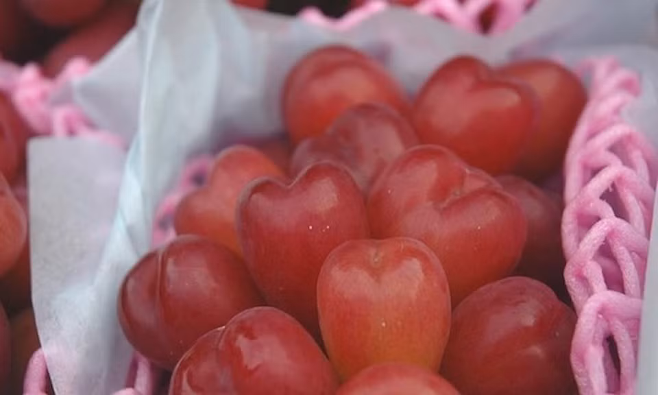 Mùa nho trái tim Nhật Bản thường kéo dài từ tháng 10 đến tháng 12. Vì mùa vụ ngắn nên mỗi khi nho trái tim về, khách thường đặt nhiều hơn các loại nho Nhật khác. Ảnh: Kinhtedothi