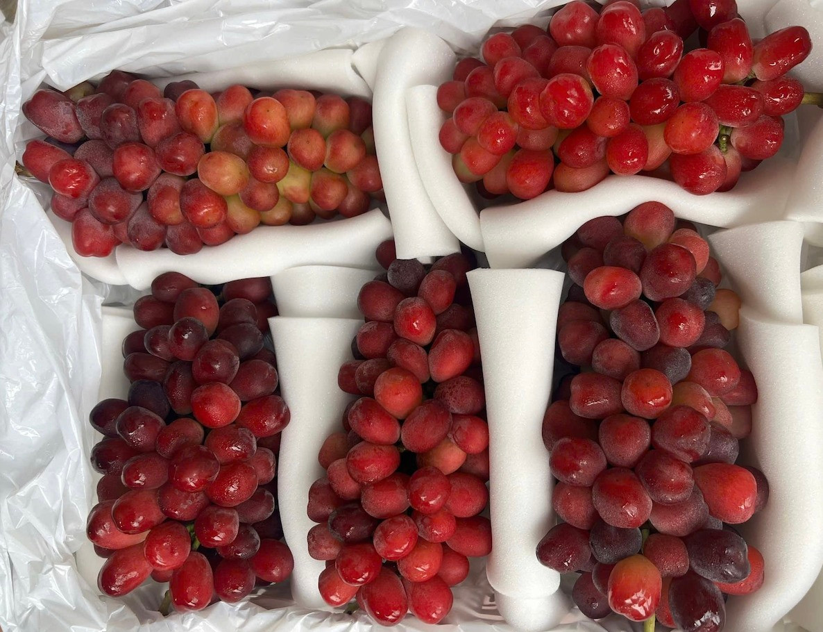 Nho trái tim có xuất xứ từ tỉnh Yamanashi (Nhật Bản). Mỗi trái nho có kích thước khoảng 2-3 cm. Ảnh: Vietnamnet