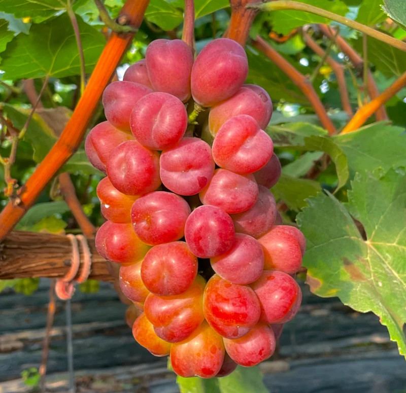 Ngoài ra, việc trồng và chăm bón nho trái tim Nhật Bản không dễ, cần rất nhiều thời gian, chưa kể việc bảo quản sau thu hoạch cũng rất công phu. Ảnh: Premium Korean