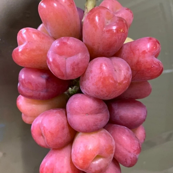 Nho trái tim được lai ghép từ dòng nho Pareto phương Tây và nho mẫu đơn Nhật Bản. Ảnh: Figs