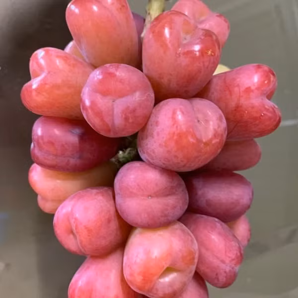 Nho trái tim được lai ghép từ dòng nho Pareto phương Tây và nho mẫu đơn Nhật Bản. Ảnh: Figs