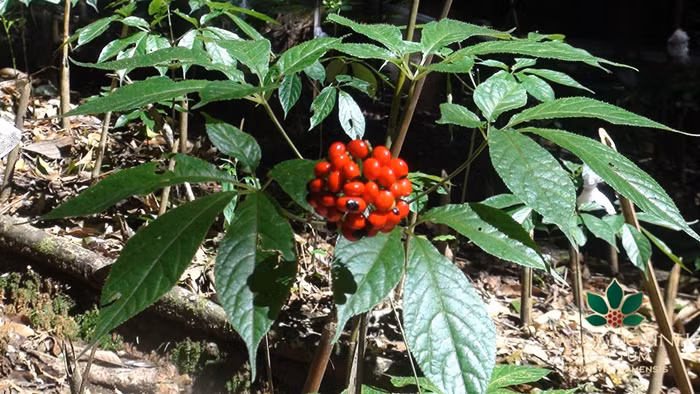  Sâm Ngọc Linh là thảo dược quý hiếm có hàm lượng saponin cao nhất, thành phần ginsenoside nhiều nhất trong các loại nhân sâm trên thế giới. Ảnh: Sâm Ngọc Linh Kon Tum