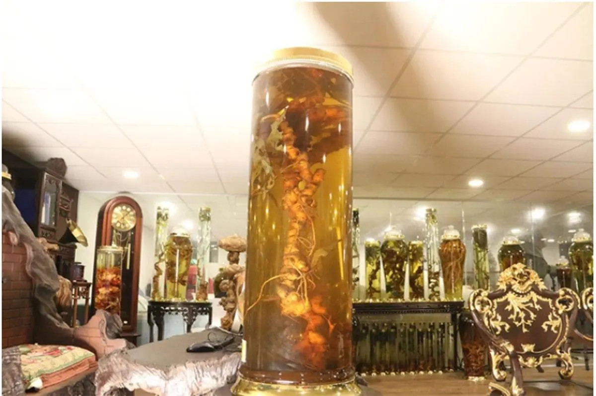 Theo tiết lộ của chủ nhân, đây là củ sâm Ngọc Linh rừng lớn nhất từ trước đến thời điểm đó. Củ sâm được ngâm trong bình thuỷ tinh "thửa riêng" chứa cùng 40 lít rượu. Ảnh: Dân trí