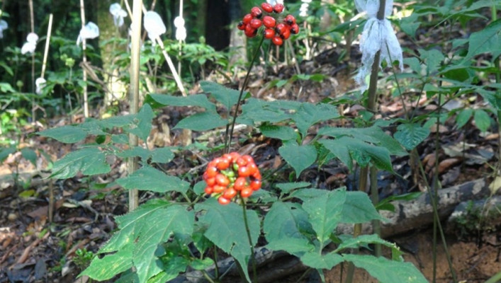 Đáng chú ý, Việt Nam là nơi phân bố sâm Ngọc Linh duy nhất trên thế giới. Sâm Ngọc Linh chỉ mọc duy nhất tại vùng núi Ngọc Linh, ở độ cao trên 2.000m, thuộc địa phận 2 tỉnh Kon Tum và Quảng Nam. Ảnh: DrQuynh