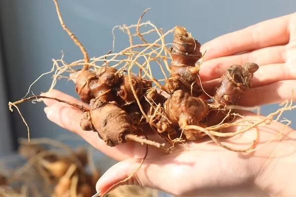 Do sự quý hiếm và giá trị dược liệu, sâm Ngọc Linh được Chính phủ phê duyệt là sản phẩm mang thương hiệu quốc gia, là "quốc bảo" của Việt Nam và đưa vào danh mục cấm khai thác, thuộc 250 loài quý hiếm trong sách đỏ. Ảnh: Sâm Ngọc Linh Nghị Gia