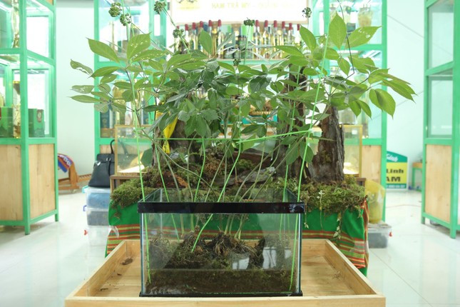 Cây sâm của anh Thắng trồng hơn 20 năm và có đến 9 nhánh, nặng 0,9kg. Ảnh: Tiền phong