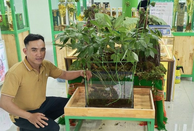 Những năm trước, từng có những củ sâm Ngọc Linh giá tới hàng tỷ đồng, gây xôn xao dư luận. Trong đó phải kể đến anh Đinh Hồng Thắng (trú xã Trà Linh, huyện Nam Trà My) đã bán một cây sâm với giá 886 triệu đồng cho một người ở Hà Nội. Ảnh: Tiền phon