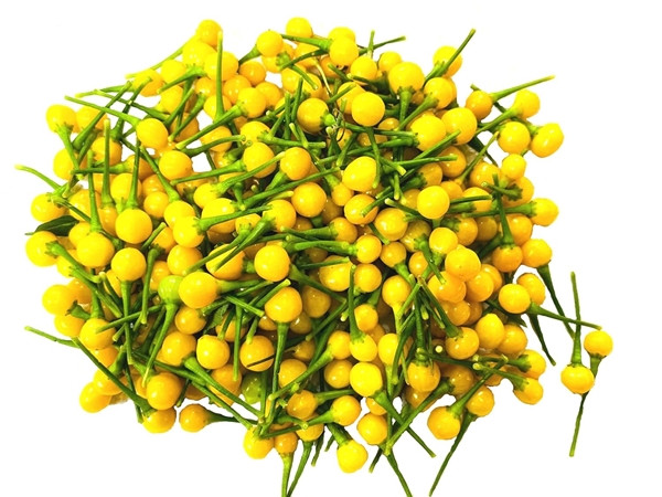 Quả ớt nhỏ xíu, bên trong có từ 12 tới 20 hạt. Vỏ giòn, ăn thơm, ăn một lần là nhớ mãi. Ảnh: Getty