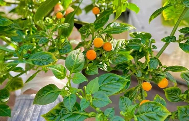 Giá cây ớt giống Aji Charapita từ 90.000 - đến 400.000 đồng/cây, tùy thuộc vào kích cỡ. Ảnh: Công luận