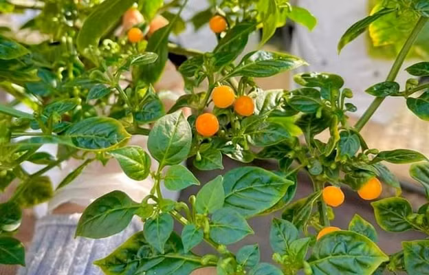 Giá cây ớt giống Aji Charapita từ 90.000 - đến 400.000 đồng/cây, tùy thuộc vào kích cỡ. Ảnh: Công luận