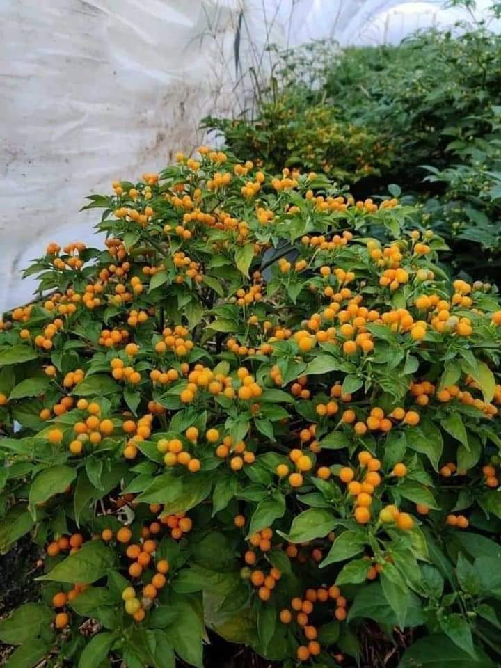 Vài năm gần đây, ớt Aji Charapita đã được trồng thành công tại Việt Nam. Vì vậy, ớt Aji Charapita trồng tại Việt Nam giá rẻ hơn nhiều so với ớt nhập khẩu. Ảnh: Facebook