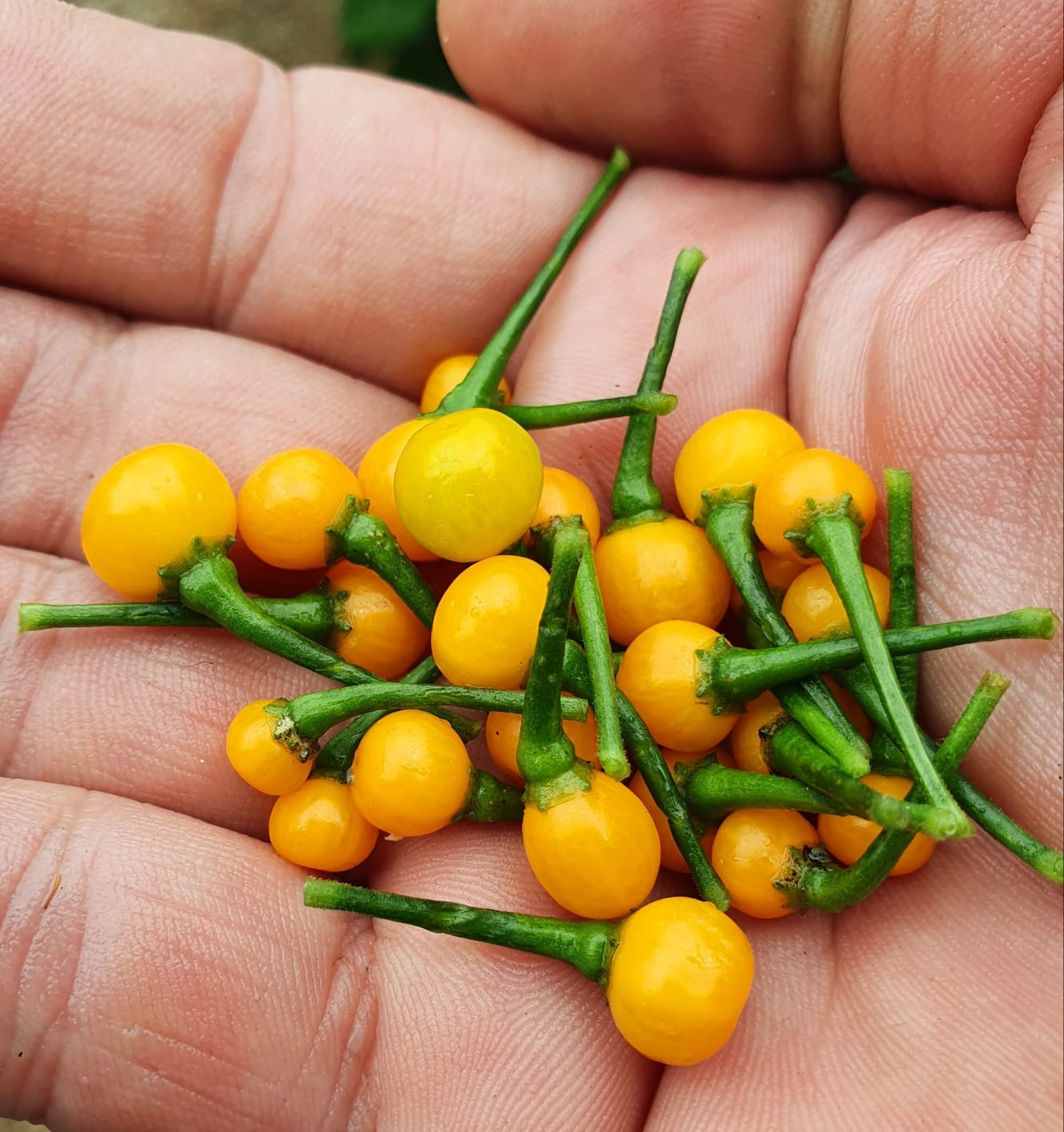 Những trái ớt Charapita màu đỏ hoặc vàng, độ cay đạt 50.000 Scoville, cay đến nỗi người ta nói là có thể làm "thủng lưỡi". Ảnh: Getty