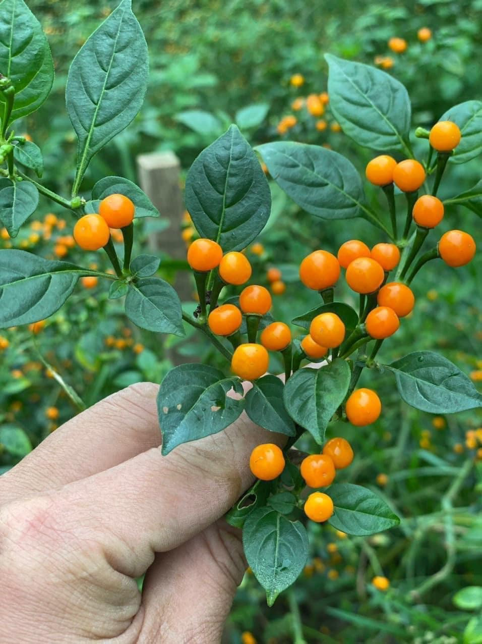 Mấy năm trước, ớt Aji Charapita dược bán với giá 7-10 triệu đồng/kg loại tươi. Sau đó, giá giảm xuống khoảng 3 - 4 triệu đồng/kg. Ảnh: Facebook